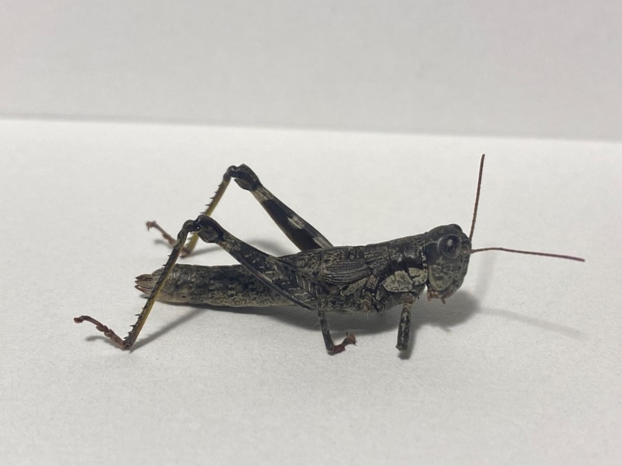 Virginia grasshopper once thought to be extinct was seen in Augusta