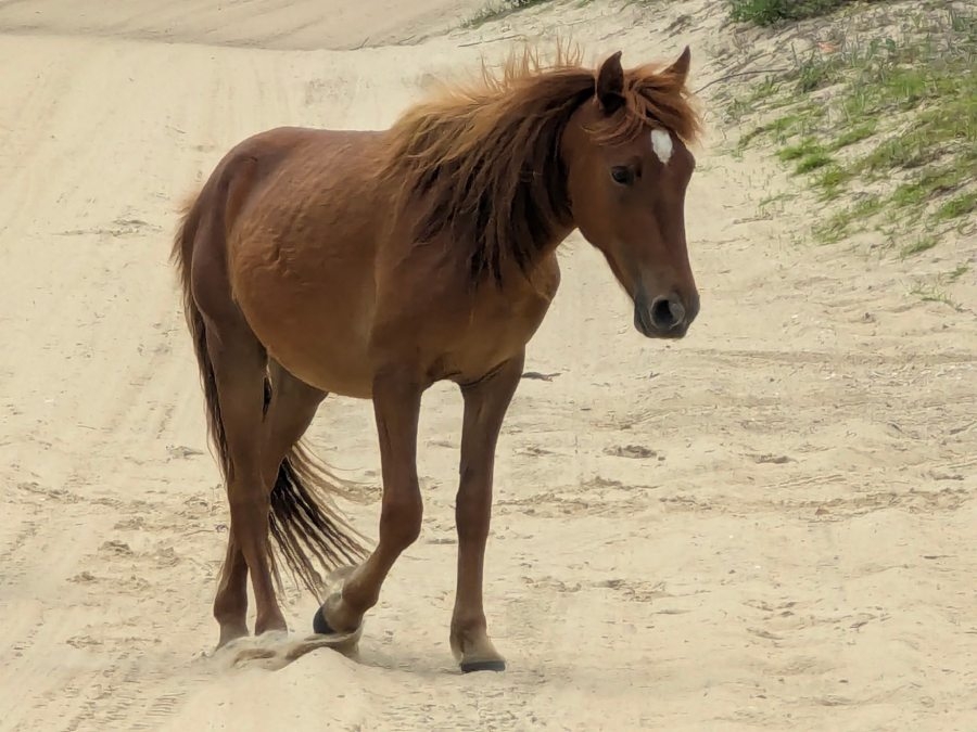 Corolla Wild Horse Fund announces death of colt