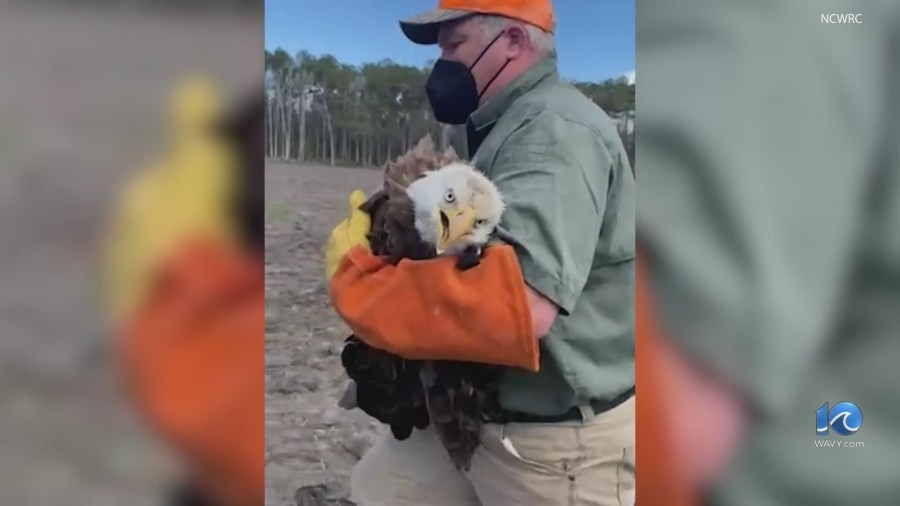 Migratory birds develop antibodies to bird flu, officials say