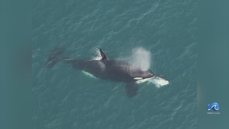 OBX orca sighting uncommon, but not unexpected