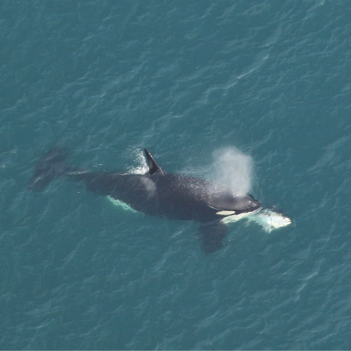 Killer whale spotted off the coast of the Outer Banks
