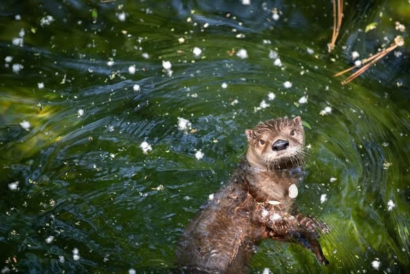 Virginia Living Museum announces death of North American River Otter
