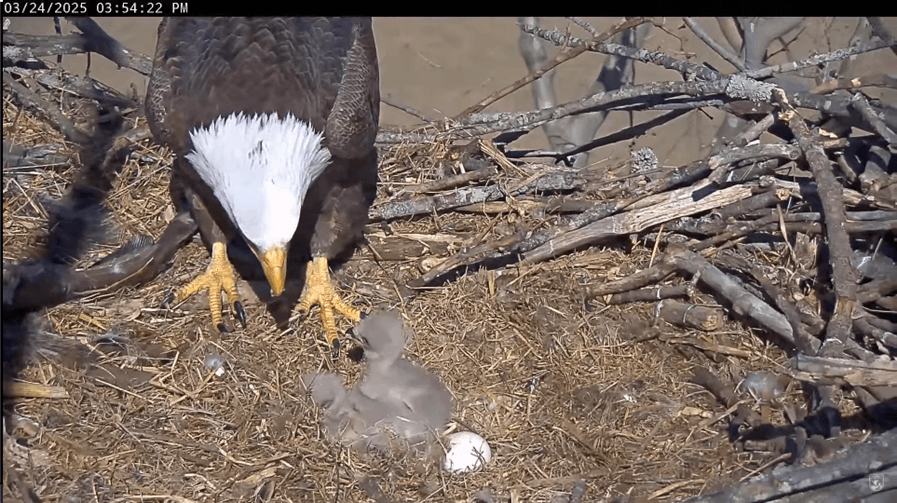 WATCH: West Virginia bald eagle egg hatches on live Eaglecam