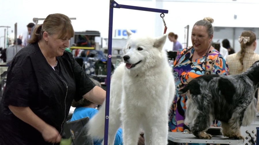Dog competition comes to Mylan Park