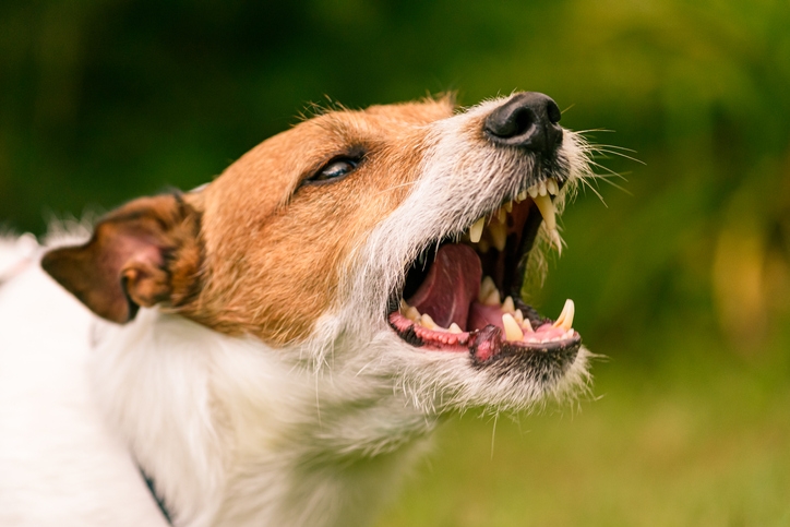 Proposed Clarksburg ordinance would outlaw owning dogs that bark for 15+ minutes