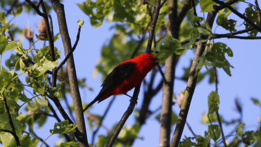 Bird watchers flock to Mon County for Mother's Day bird walk