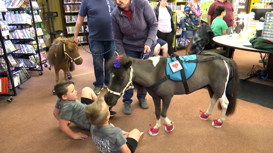 Clay-Battelle library hosts meet and greet with miniature horses