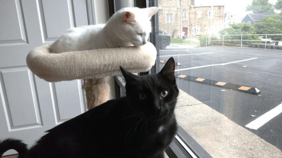 Mugs N Mittens holds adoption event with Marion County Humane Society