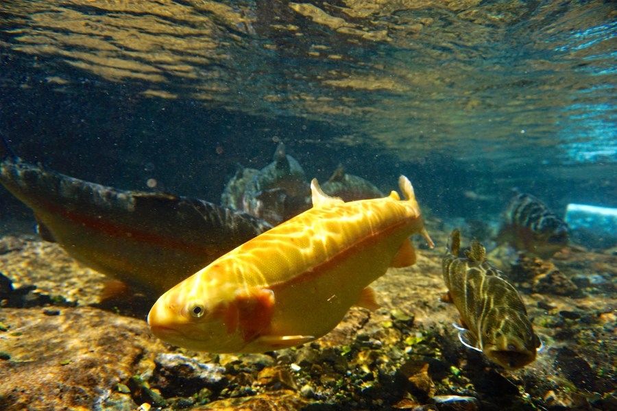 Gold Rush rainbow trout stocking to begin in April