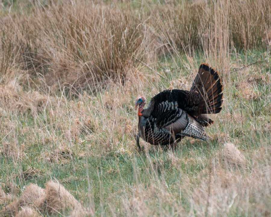 Nonprofit offering rewards for information on West Virginia turkey poachers