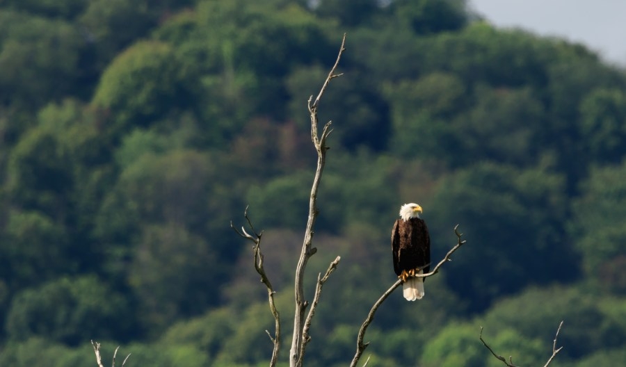How likely are you to see a bald eagle in West Virginia?