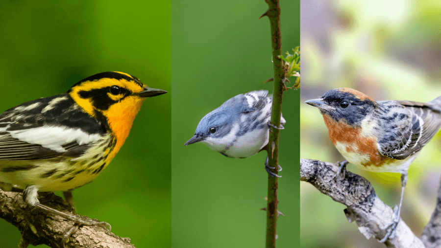 Look out for ‘Skittles of the bird world' in West Virginia this summer