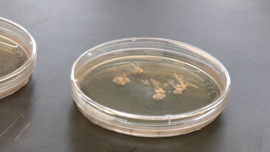 How a WVU student discovered a fungus that could help treat addiction, depression