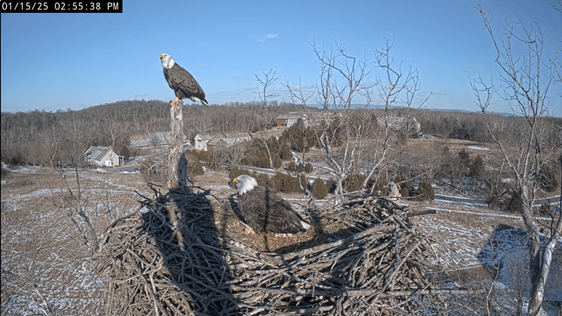 22-year-old eagle nest in West Virginia blown from tree, killing 3 chicks