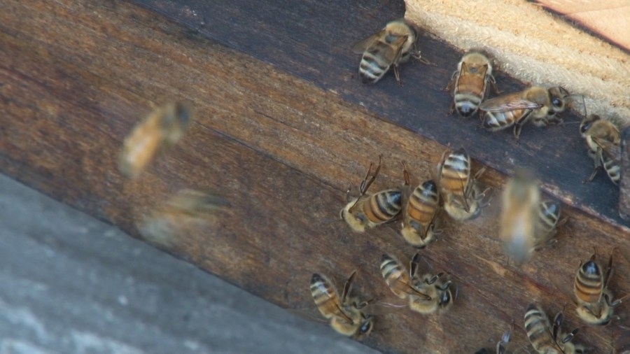 West Virginia legislature considering bill on who regulates beekeeping