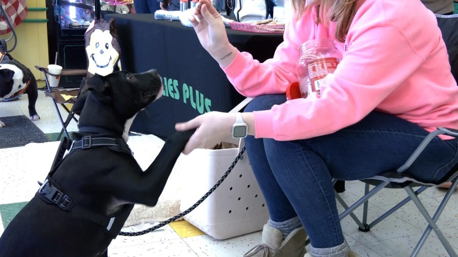 Paws and Purpose Rescue holds adoption event