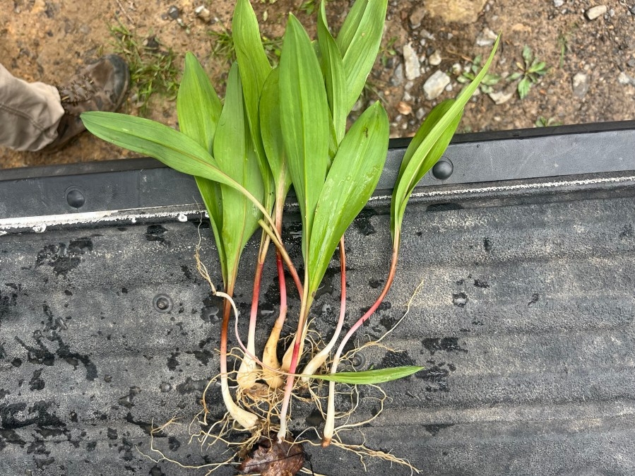 West Virginia celebrating ramps with week of events