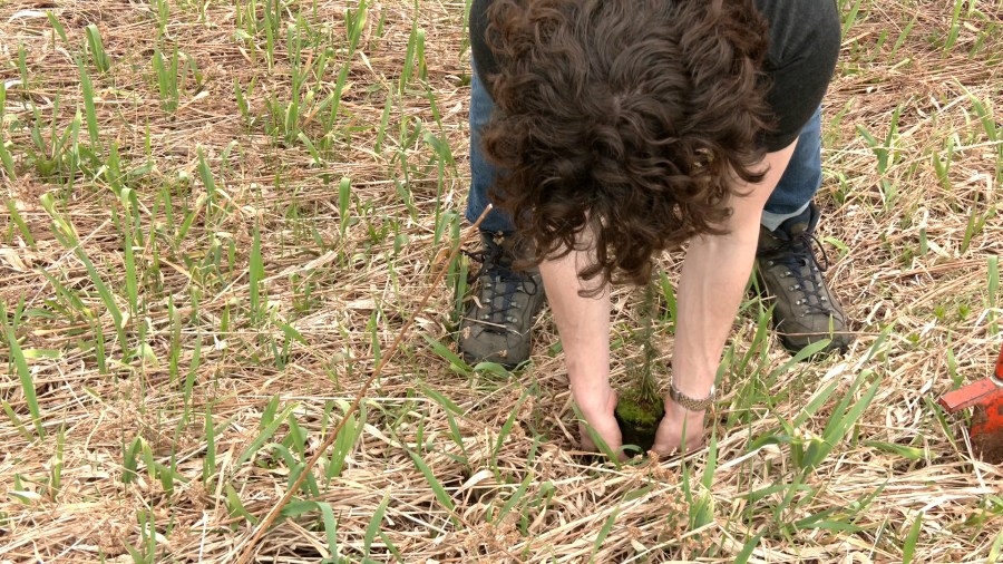 Nature Conservancy planting 36,000 trees to restore Canaan Valley