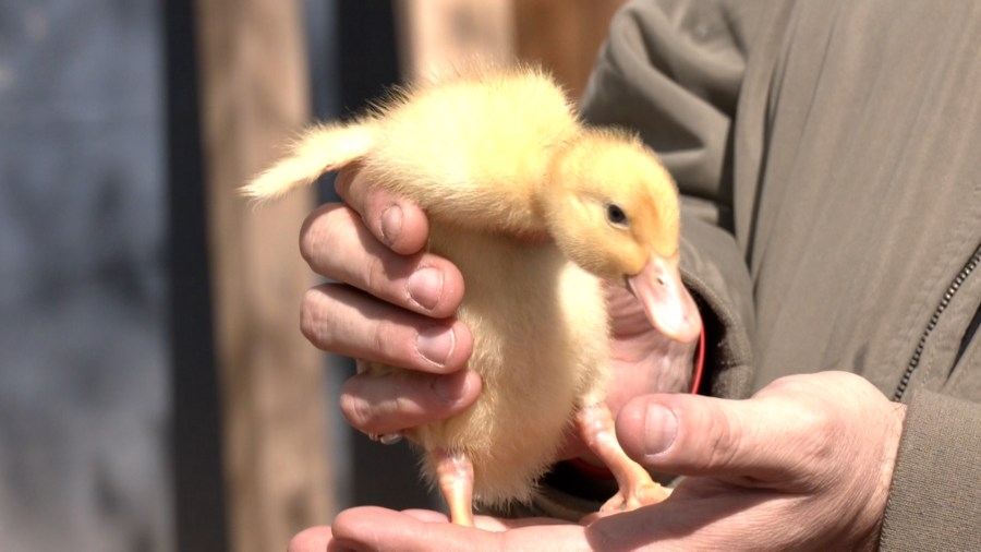 Thinking about getting a live animal as an Easter gift? Clarksburg animal rescue says think twice