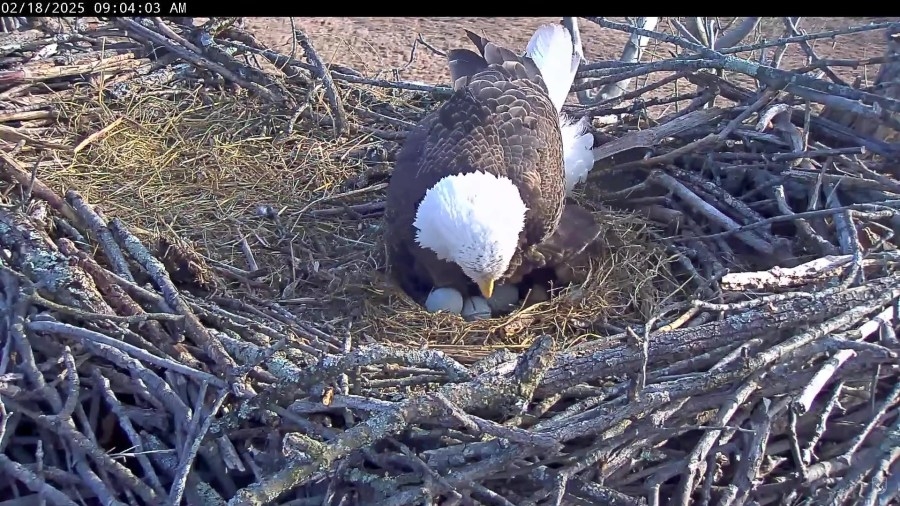 3 eggs laid at bald eagle nest in West Virginia: When to watch for them hatching