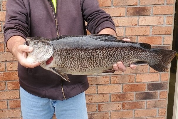 Record breaking tiger trout caught in Marion County, WV