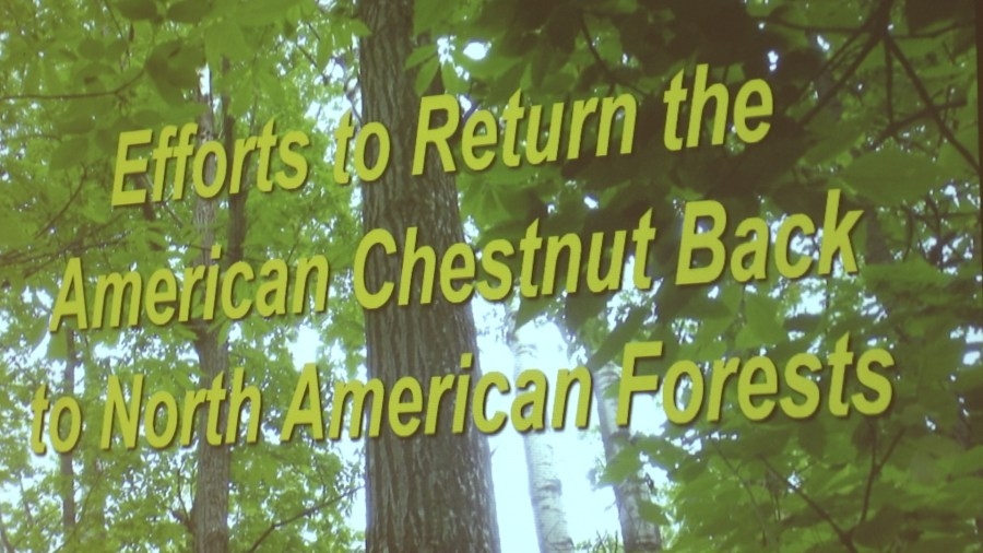 Lecture series goes out on a limb discussing reviving the American Chestnut tree