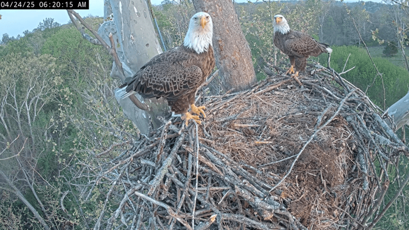 West Virginia eagle parents repairing second nest after losing three chicks in storm