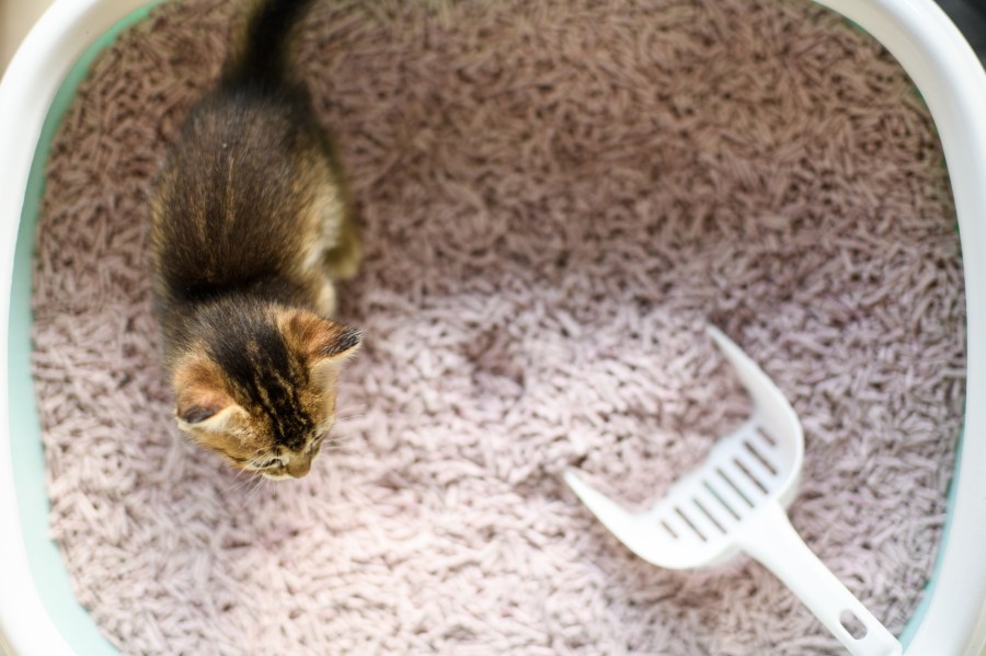 Morgantown animal rescue brings back fundraiser where cats poop on your ex