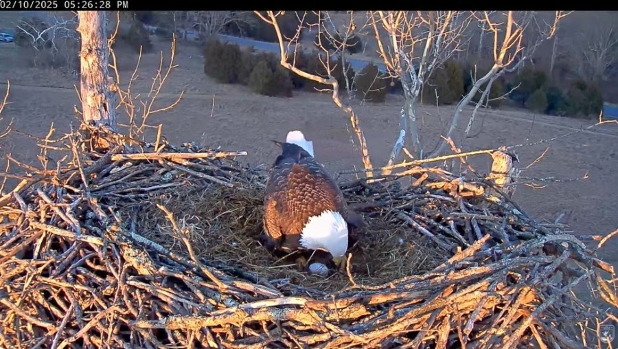 West Virginia bald eagles lay season's first egg on live Eaglecam
