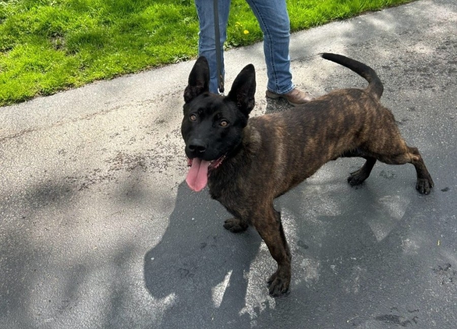 Morgantown Police Department welcomes new K-9