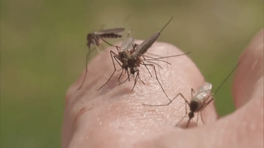 Mosquito control operations coming to Luzerne County