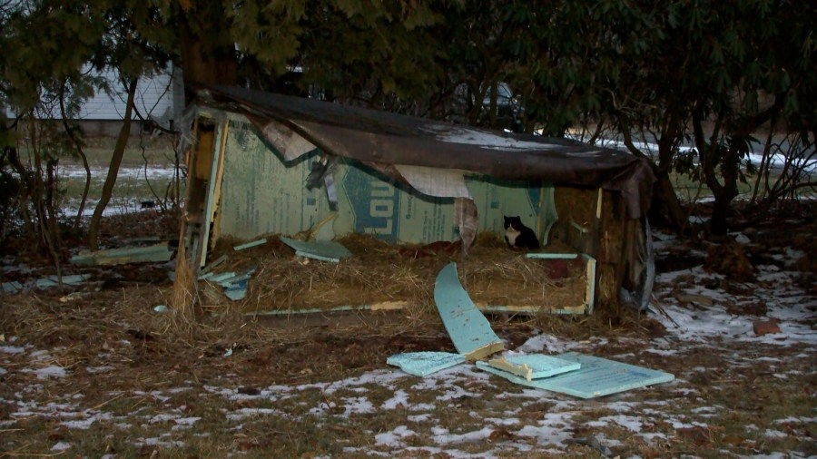 Activists speak out after several cat shelters were damaged in Luzerne County