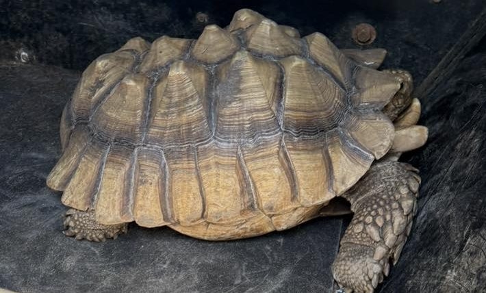 Check out this unusual visitor found roaming in Surfside Beach