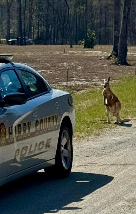 Horry County police jump into action as stray kangaroo roams Aynor countryside