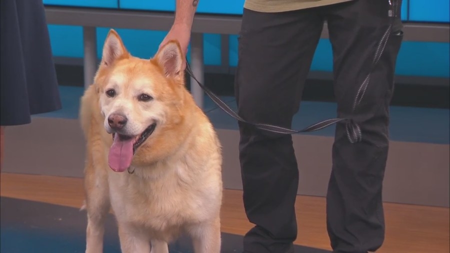 News13 Pet of the Weekend: Martin