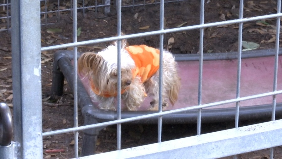60-plus dogs rescued from Dillion County hoarding situation; group asks for stricter laws