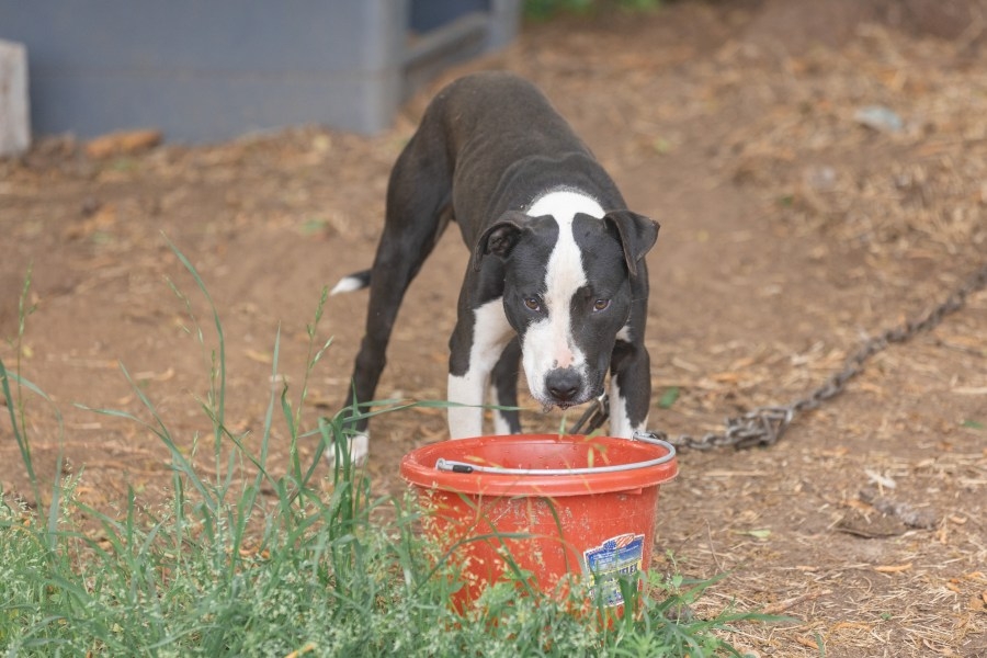 SLED breaks up Pee Dee dog fighting ring, seizes hundreds of animals along with drugs, weapons
