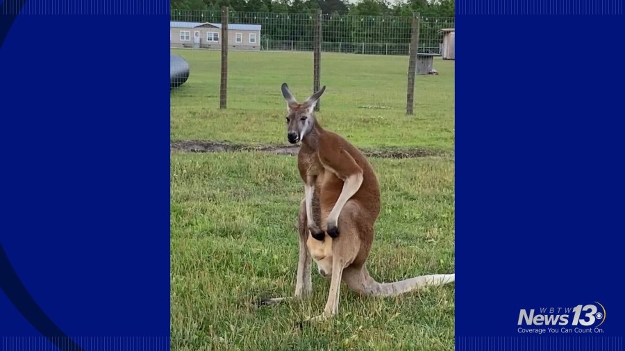News13 Exclusive: Loris farm owner says kangaroo, brother had close bond at time of man's death
