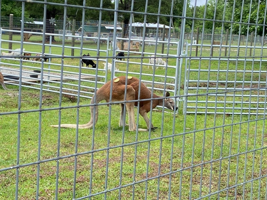 PETA asks McMaster to ban ‘direct contact' with exotic animals in wake of Horry County man's death in farm's kangaroo enclosure