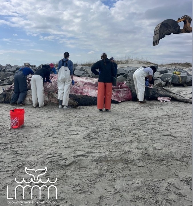 Photos: Humpback whale found dead in North Myrtle Beach
