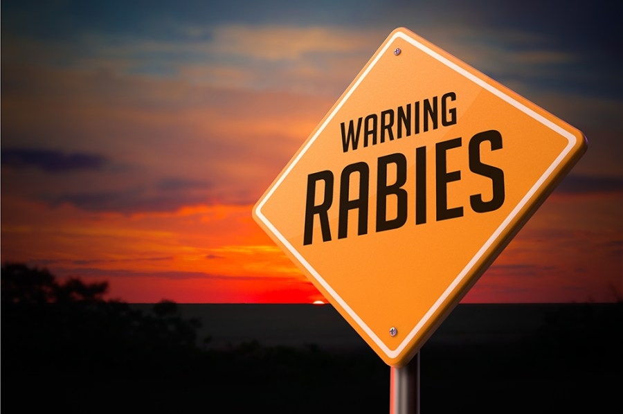 Fox found in Horry County tests positive for rabies