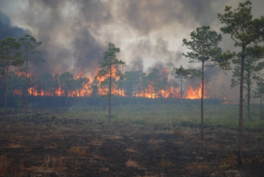 South Carolina Forestry Commission says it's ‘too early to know' projected price of fighting Carolina Forest fire
