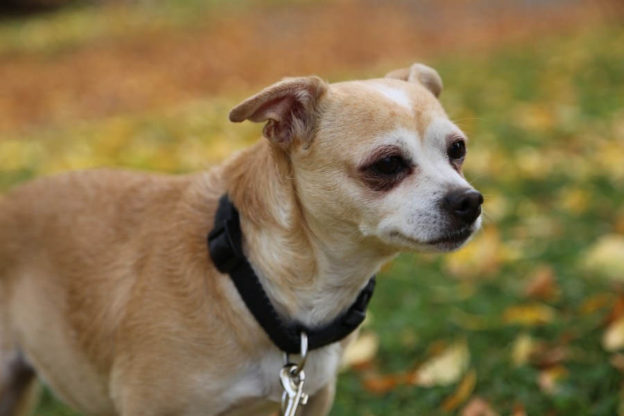 Ladybug, a shelter pup at Pet Helpers, to be featured in national 'Puppy Bowl' show
