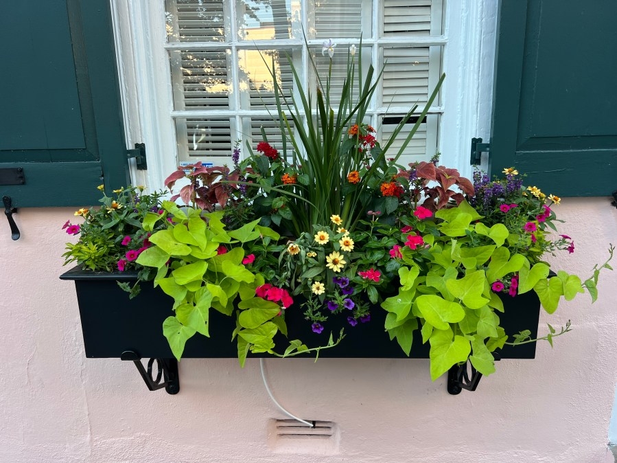 Window boxes of Charleston – more than what meets the eye