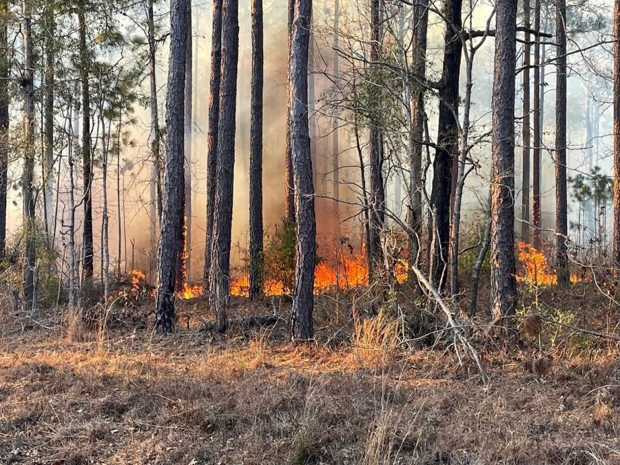 SC Forestry officials issue statewide outdoor burning ban
