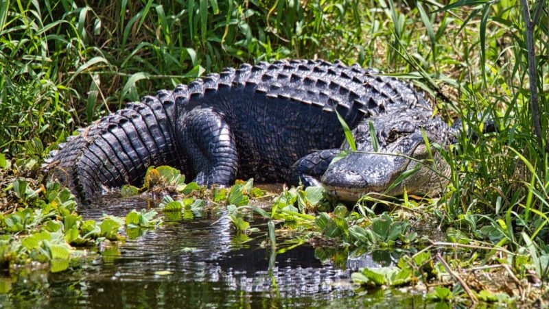 SCDNR launches ‘GatorWise' project