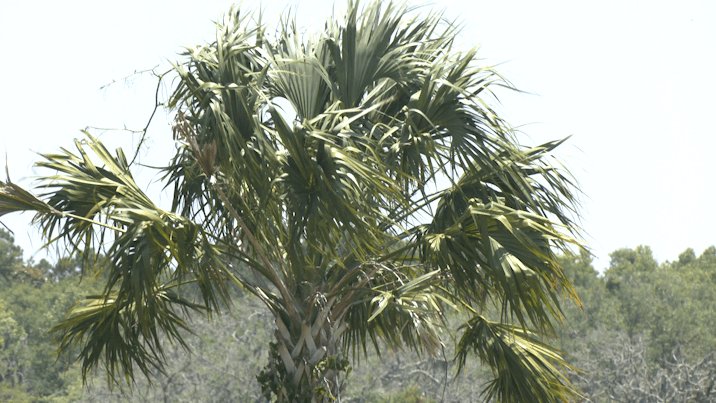 Kiawah Island developers look to expand on Johns Island, including residential community and golf course