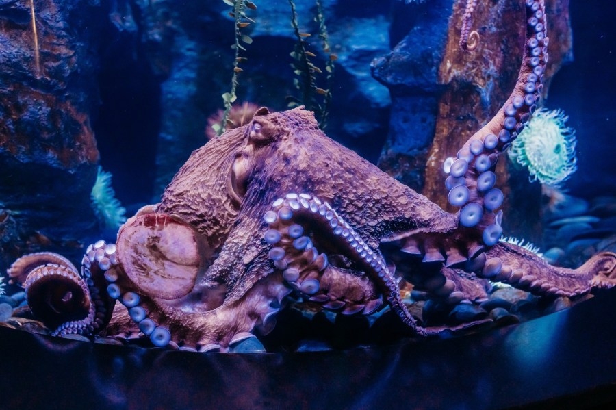 Riverbanks Zoo and Garden announces death of Susan the Giant Pacific Octopus
