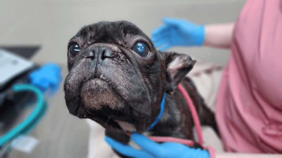 ‘Severely emaciated' French bulldog rescued in North Charleston; microchip may have originated overseas