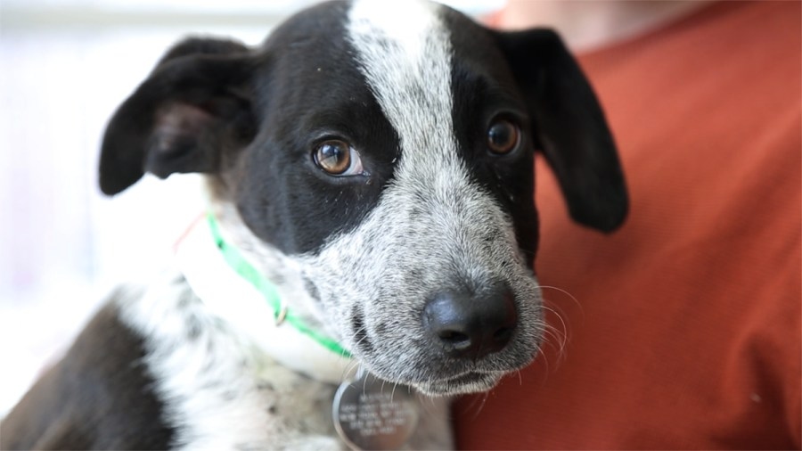 Tri-county animal shelters offering adoption deals amid overcrowding
